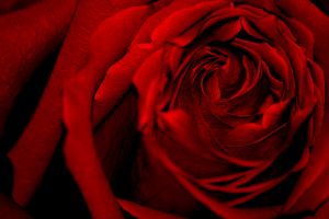 Pictures of red - deep red blood velvet roses.jpg